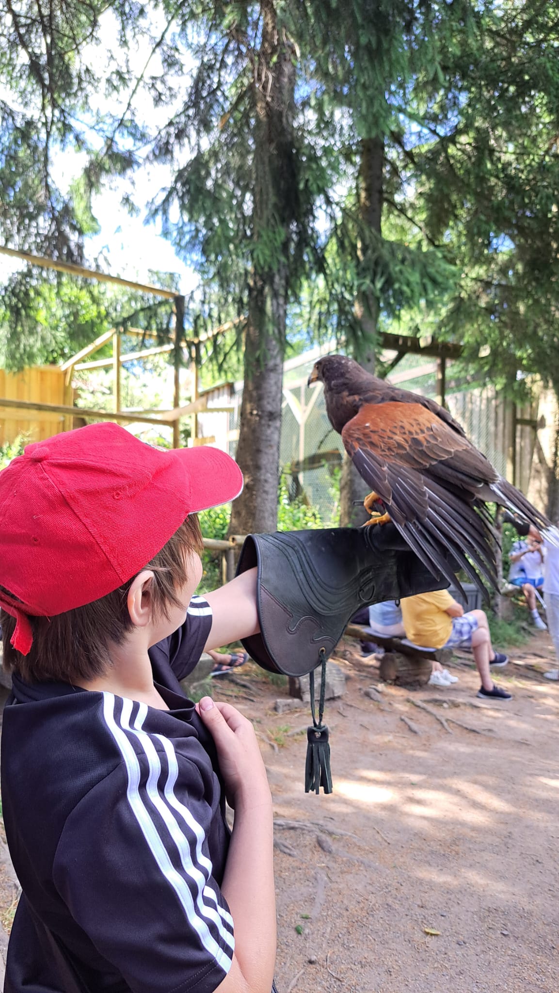 Greifenwarte Falknerei am Rennsteig
