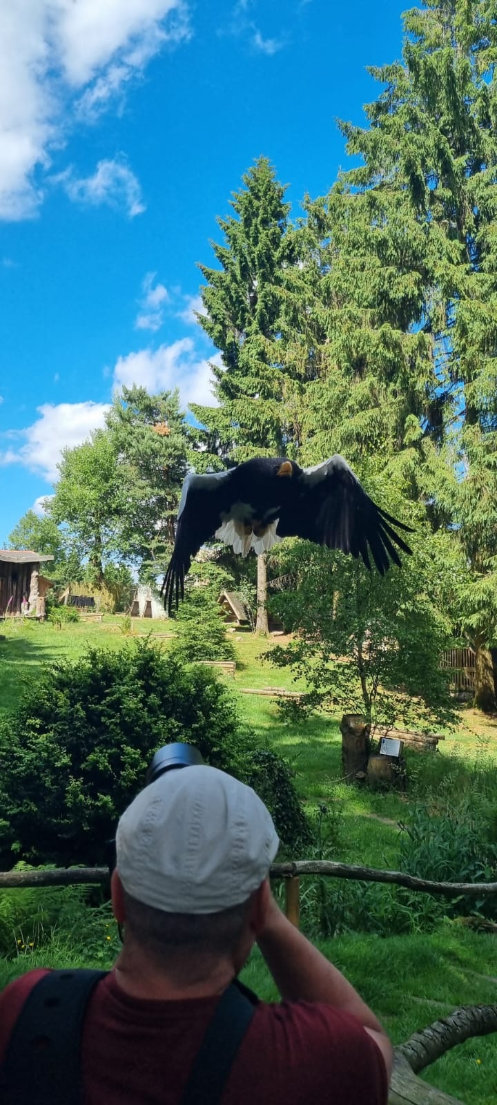Greifenwarte Falknerei am Rennsteig